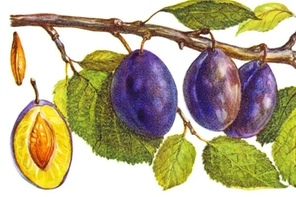 Why the plum does not bear fruit and what to do