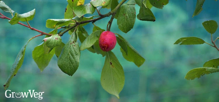 Why the plum does not bear fruit and what to do