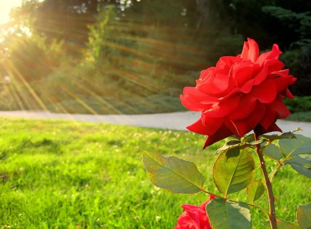 Why the rose does not bloom: possible causes, features of care