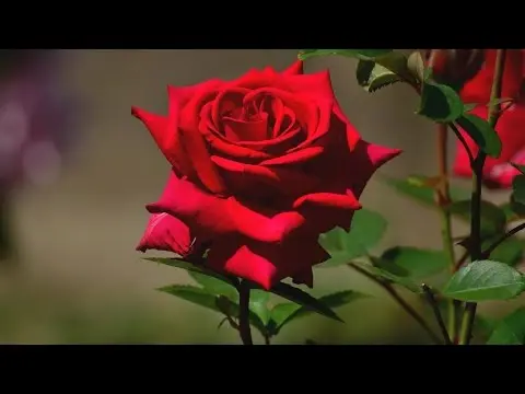 Why the rose does not bloom: possible causes, features of care