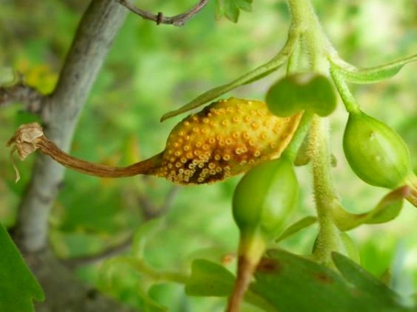 Why there are no berries on gooseberries: causes of infertility