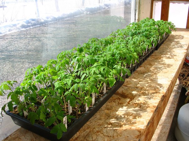 Why tomato seedlings are stretched - the main reasons