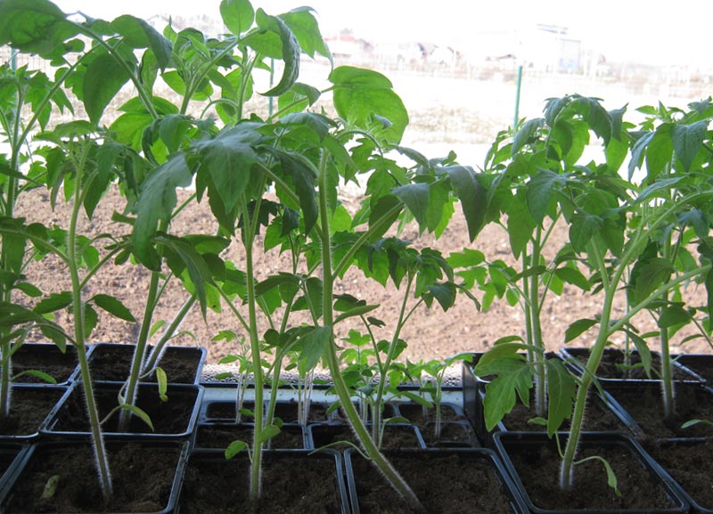 Why tomato seedlings are stretched - the main reasons