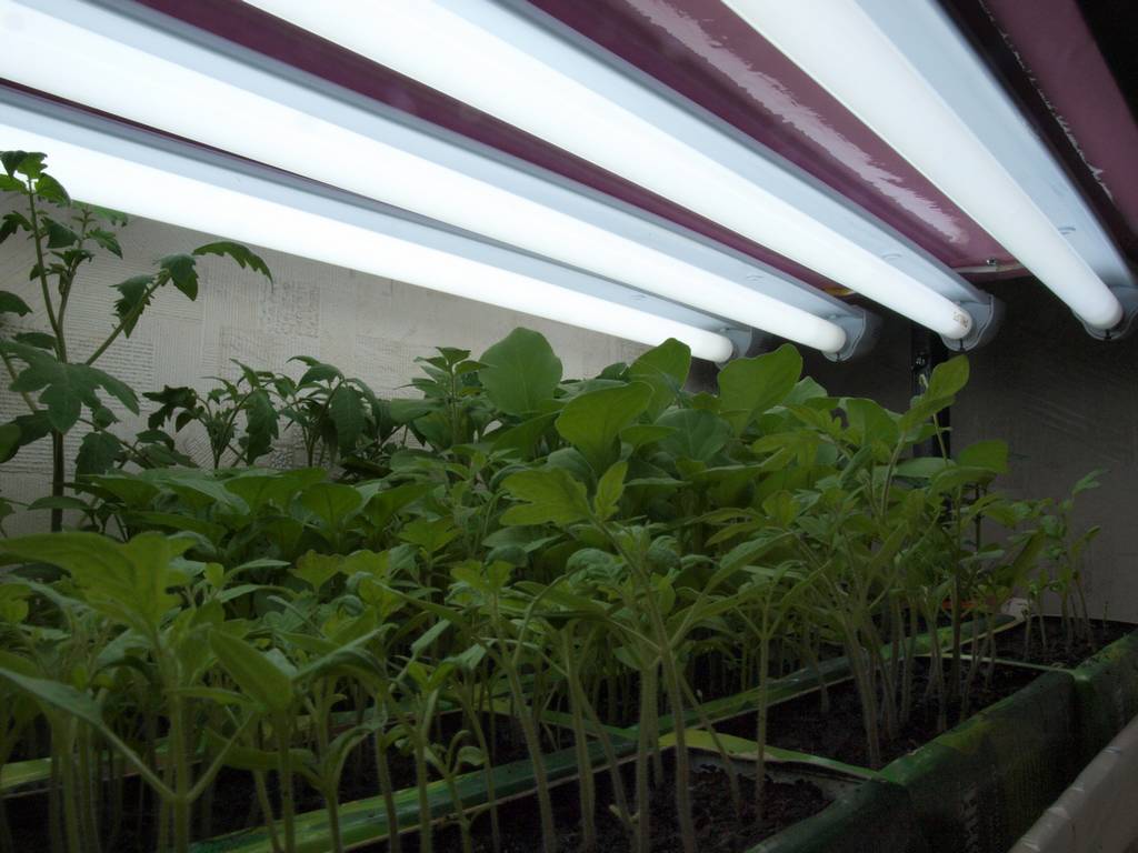 Why tomato seedlings are stretched - the main reasons