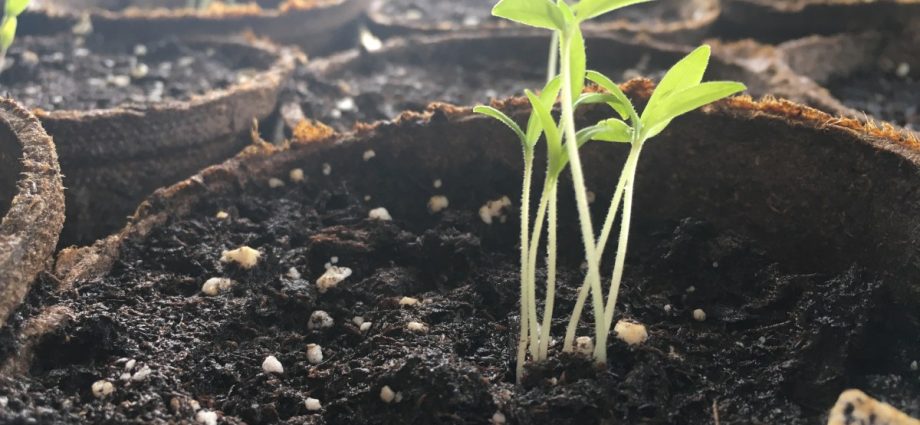 Why tomato seedlings are stretched &#8211; the main reasons