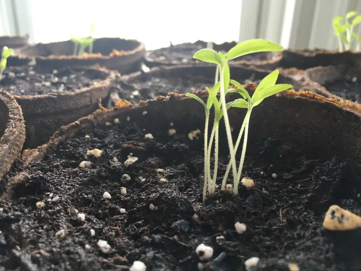 Why tomato seedlings are stretched &#8211; the main reasons