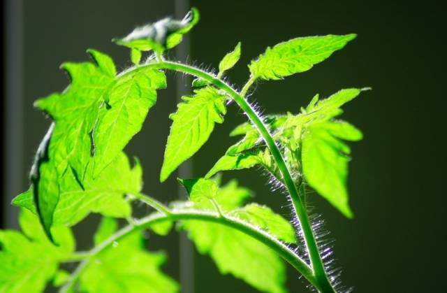 Why tomato seedlings fall