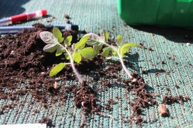 Why tomato seedlings fall