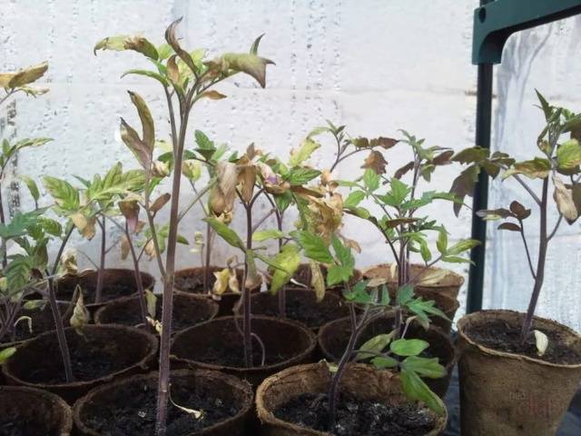 Why tomato seedlings fall