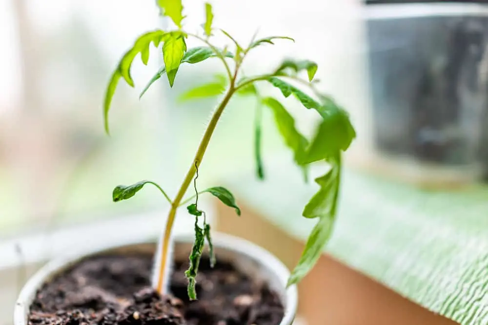 Why tomato seedlings fall