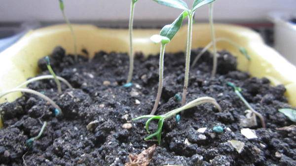 Why tomato seedlings wither and fall