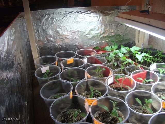 Why tomato seedlings wither and fall