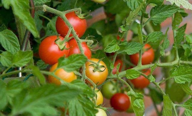 Why tomato seedlings wither and fall