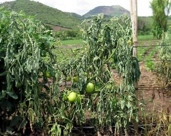 Why tomato seedlings wither and fall