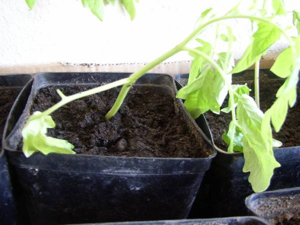 Why tomato seedlings wither and fall