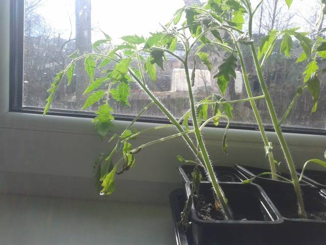 Why tomato seedlings wither and fall