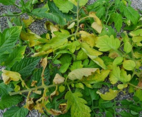 Why tomato seedlings wither and fall