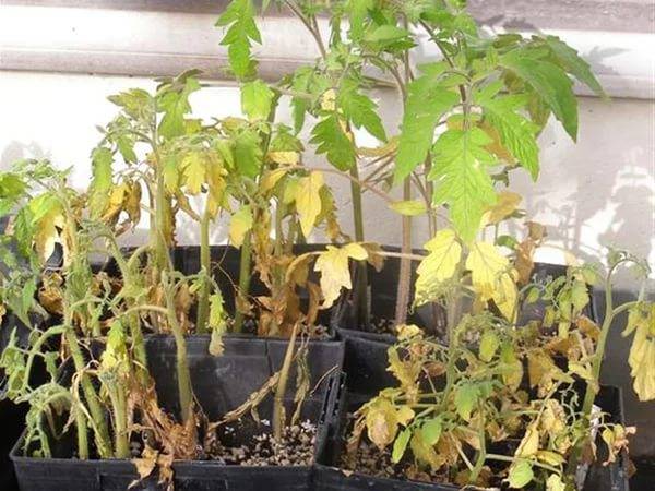 Why tomato seedlings wither and fall