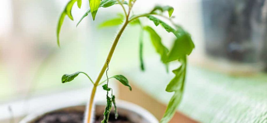 Why tomato seedlings wither and fall