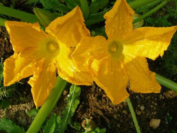 Why zucchini has an empty flower: what to do and how to avoid it