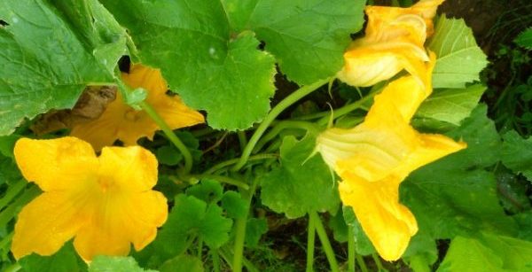 Why zucchini has an empty flower: what to do and how to avoid it