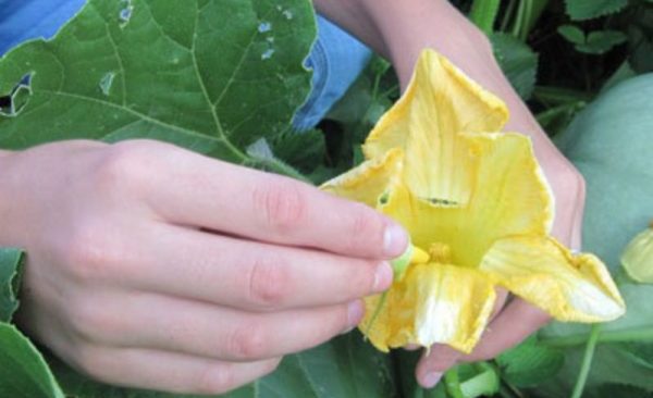 Why zucchini has an empty flower: what to do and how to avoid it