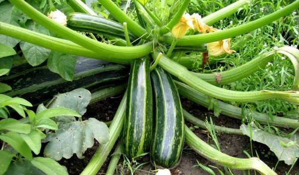 Why zucchini has an empty flower: what to do and how to avoid it