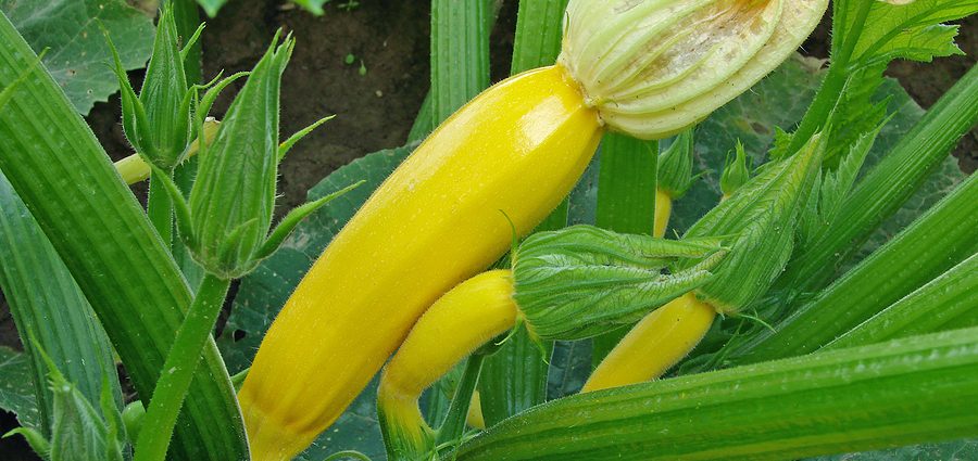 Why zucchini has an empty flower: what to do and how to avoid it