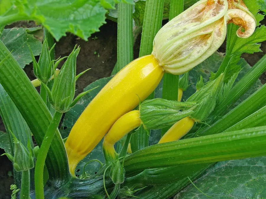 Why zucchini has an empty flower: what to do and how to avoid it