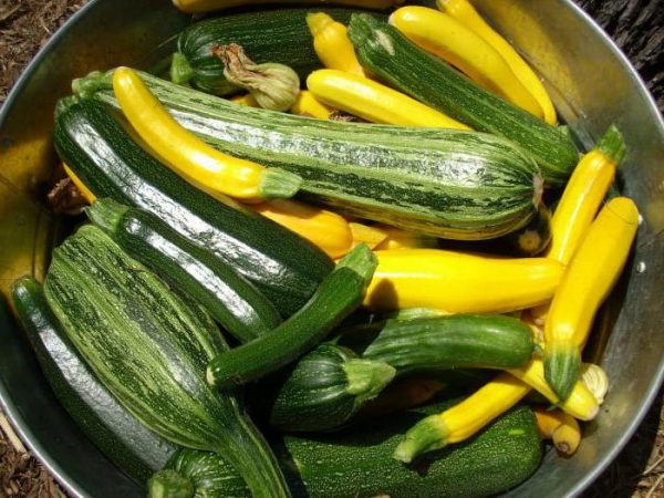 Why zucchini is bitter: several reasons for bitterness