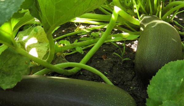 Why zucchini is bitter: several reasons for bitterness