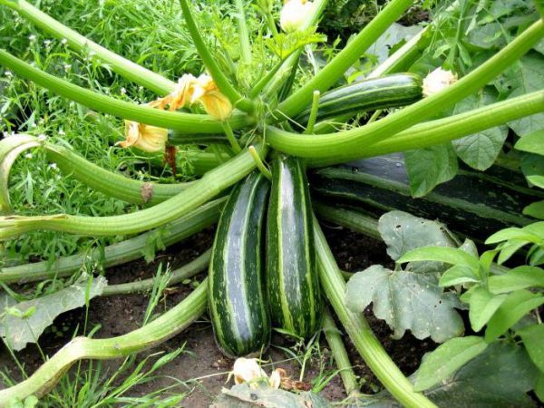 Why zucchini is bitter: several reasons for bitterness