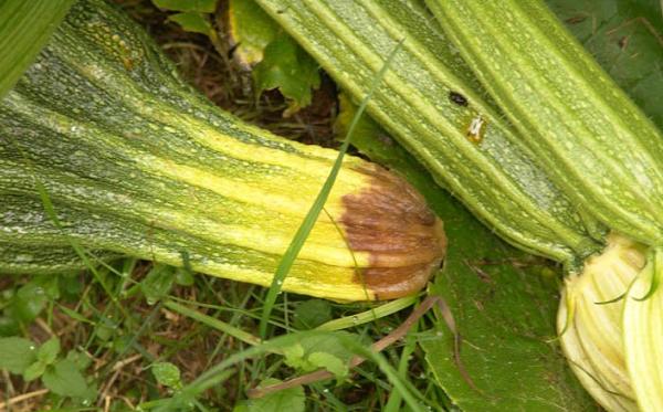 Why zucchini turn yellow and rot: the main reasons