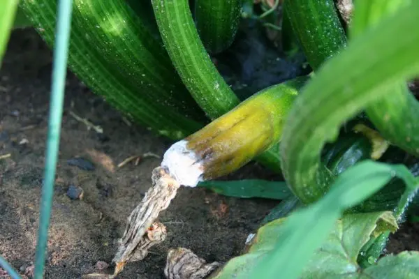 Why zucchini turn yellow and rot: the main reasons