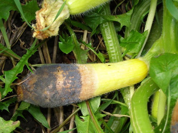 Why zucchini turn yellow and rot: the main reasons