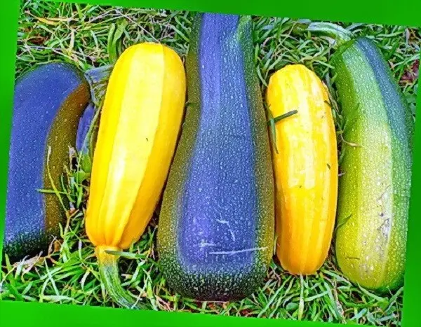 Why zucchini turn yellow and rot: the main reasons