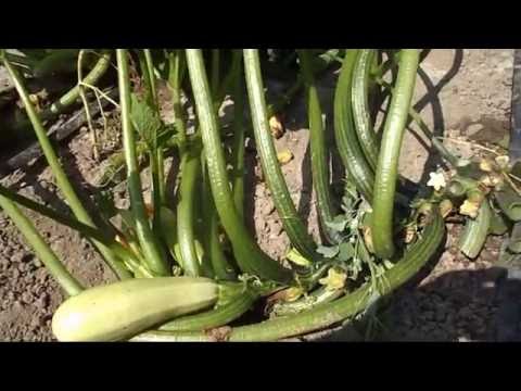 Why zucchini turn yellow and rot: the main reasons