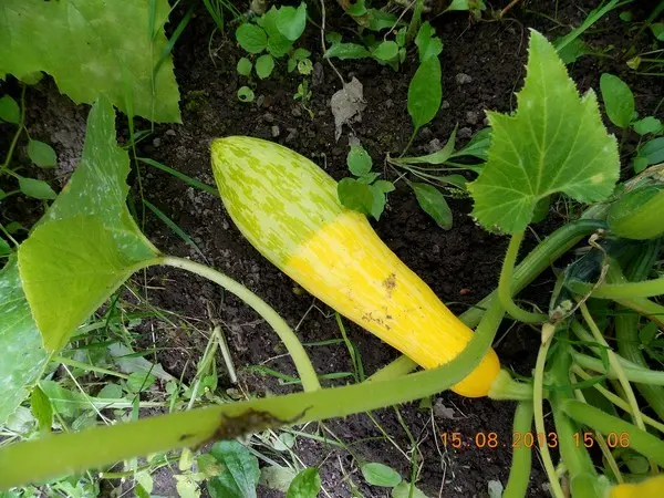 Why zucchini turn yellow and rot: the main reasons