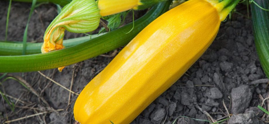 Why zucchini turn yellow and rot: the main reasons