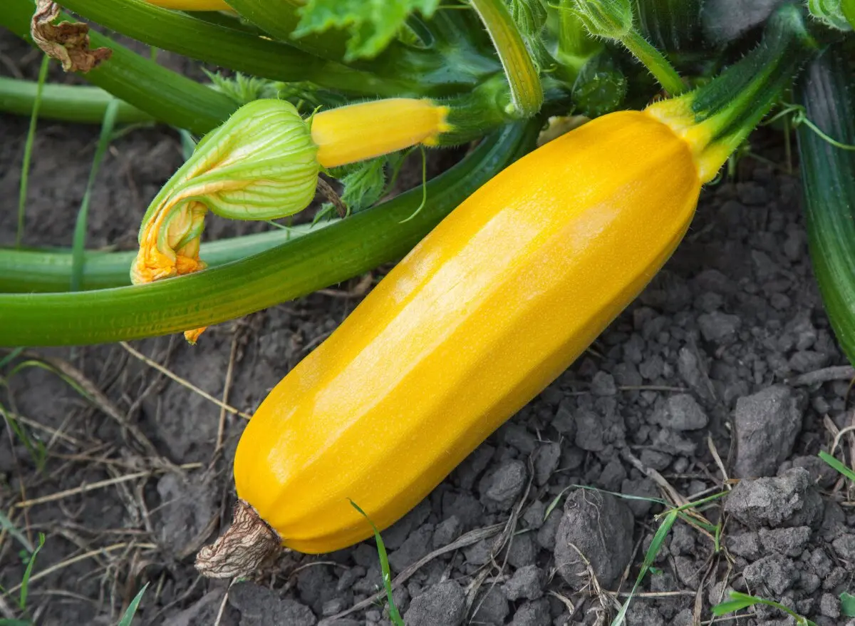 Why zucchini turn yellow and rot: the main reasons