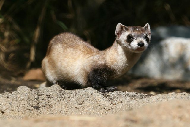 Wild and decorative ferrets: photos and descriptions of existing breeds