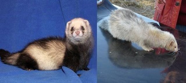 Wild and decorative ferrets: photos and descriptions of existing breeds