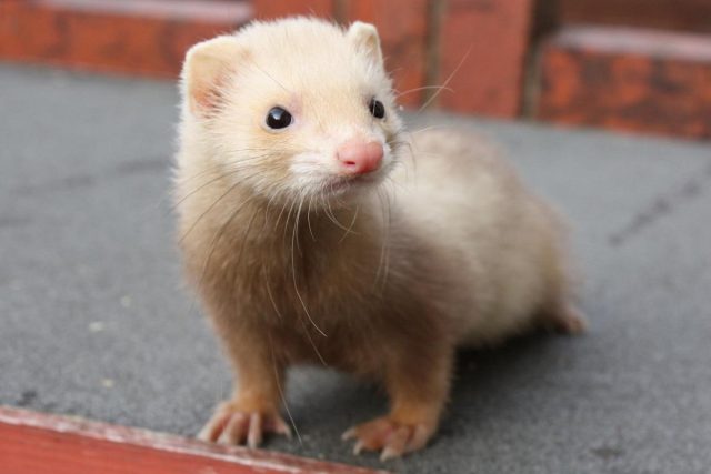 Wild and decorative ferrets: photos and descriptions of existing breeds