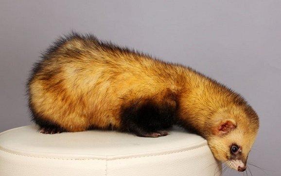 Wild and decorative ferrets: photos and descriptions of existing breeds