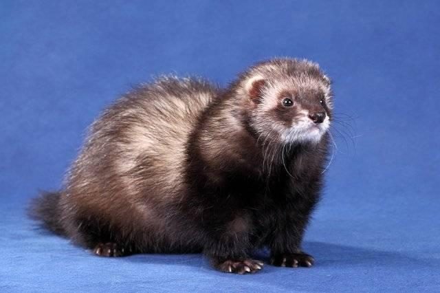 Wild and decorative ferrets: photos and descriptions of existing breeds