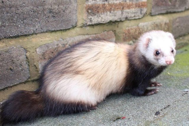 Wild and decorative ferrets: photos and descriptions of existing breeds