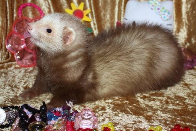 Wild and decorative ferrets: photos and descriptions of existing breeds