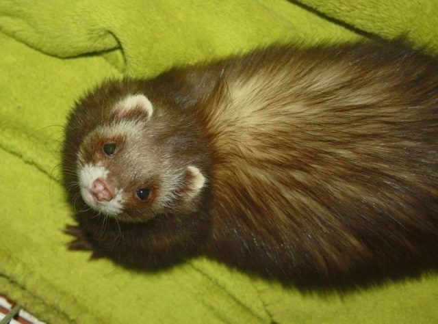 Wild and decorative ferrets: photos and descriptions of existing breeds