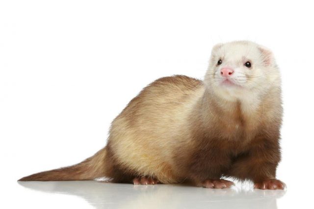 Wild and decorative ferrets: photos and descriptions of existing breeds