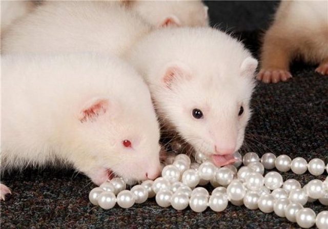 Wild and decorative ferrets: photos and descriptions of existing breeds